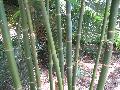 Giant Timber Bamboo / Bambusa oldhamii 